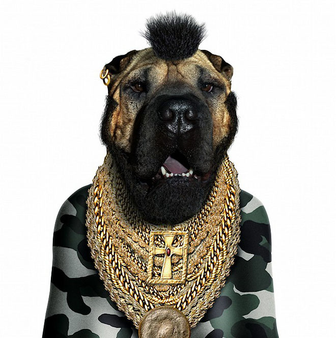 Mr T - Dog Disguisefamous person faces celebrity animal funny